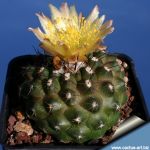 Copiapoa humilis