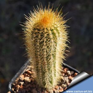 Pilosocereus chrysostele