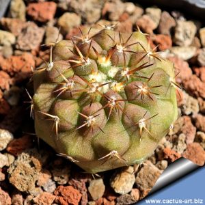 Copiapoa cinerea x columna-alba