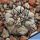 Copiapoa cinerea x columna-alba