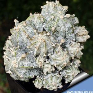 Astrophytum hybrid cv. SNOWY PETER