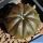 Astrophytum asterias cv. BROWN STAR
