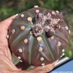 Astrophytum asterias cv. BROWN STAR