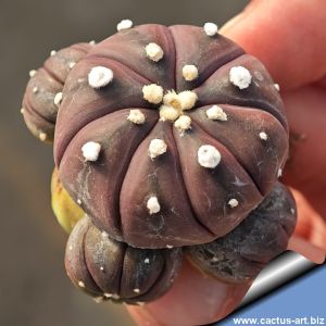 Astrophytum asterias cv. BROWN STAR