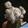 Astrophytum hybrid cv. VICTORIA (grafted)