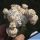 Astrophytum hybrid cv. VICTORIA (grafted)