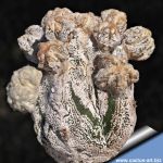 Astrophytum hybrid cv. VICTORIA (grafted)