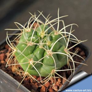 Gymnocalycium monvillei v. steineri LF95A Nina Paula, Cordoba, Argentina 1350m