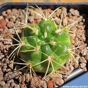 Gymnocalycium monvillei v. steineri LF95A Nina Paula, Cordoba, Argentina 1350m