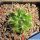 Gymnocalycium monvillei v. steineri LF95A Nina Paula, Cordoba, Argentina 1350m