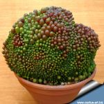 Mammillaria bocasana cv. FRED Small head type