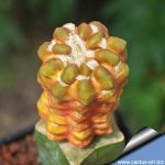 Cintia knizei f. variegata (grafted)