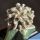 Astrophytum myriostigma cv. KIKKO RAMPOW (grafted)