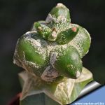 Astrophytum myriostigma cv. KIKKO RAMPOW (grafted)