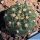 Gymnocalycium hyptiacanthum v. citriflorum