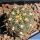 Gymnocalycium hyptiacanthum v. citriflorum