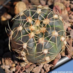 Gymnocalycium hyptiacanthum v. citriflorum