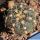 Gymnocalycium hyptiacanthum v. citriflorum