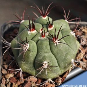 Gymnocalycium pflanzii v. dorisae LM1321.05 Rio Pilaya, Tarija, Bolivia, 1500m
