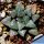 Haworthia bayerii Japanese cultivar