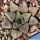 Haworthia bayerii Japanese cultivar