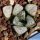 Haworthia bayerii Japanese cultivar