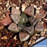 Haworthia bayerii Japanese cultivar