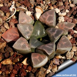 Haworthia bayerii Japanese cultivar
