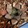 Haworthia bayerii Japanese cultivar