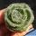 Crassula barbata