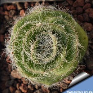 Crassula barbata