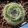 Crassula barbata