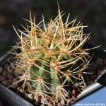 Denmosa diamantina PC222 Embalse Aqua del Toro, Mendoza, Argentina.