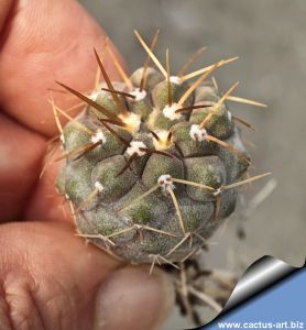 Copiapoa columna-alba GCG peřed Las Maderas, Chile