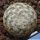 Mammillaria lasiacantha v. plumosa HR92 San Juan de Boquillas, Coahuila, Mexico