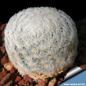 Mammillaria lasiacantha v. plumosa HR92 San Juan de Boquillas, Coahuila, Mexico