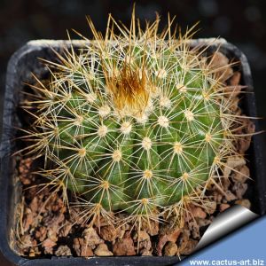 Parodia juckeri HJ442 Chuquisaca Huajlaya, NE of Incahuasi, Chuquisaca, Bolivia