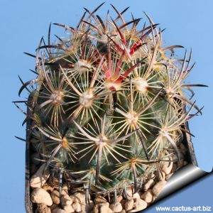Echinomastus unguispinus HR837  Las Animas, Durango, Mexico