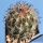 Echinomastus unguispinus HR837