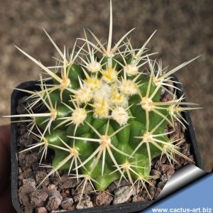 Echinocactus grusonii v. intermedius (true intermedius)