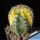 Echinocereus sp. f. variegata (mixed forms)