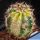 Echinocereus sp. f. variegata (mixed forms)