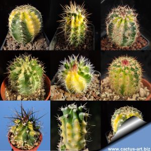 Echinocereus sp. f. variegata (mixed forms)