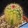 Echinocereus sp. f. variegata (mixed forms)