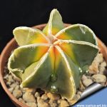 Astrophytum myriostigma cv. FUKURYU + KOH-YO + HAKU-JO + RURY (nudum)