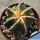 Astrophytum myriostigma cv. FUKURYU + KOH-YO + HAKU-JO + RURY (nudum)