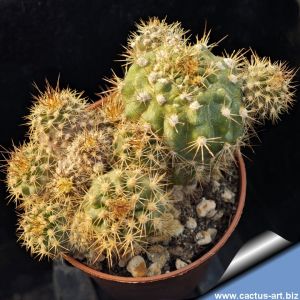 Trichocereus sp. forma mostruosa (clone F)