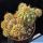 Trichocereus sp. forma mostruosa (clone F)
