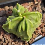Astrophytum myriostigma cv. FUKURYU (Type B) "nudum quadricostatum"