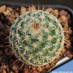 Mammillaria conspicua REP952 Tamazulapan, Oaxaca, Mexico, 2050m